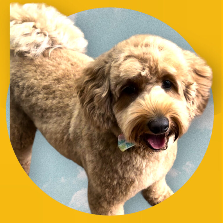 97FDB015 E082 4C7B 95D8 82B690FC99DE 768x768