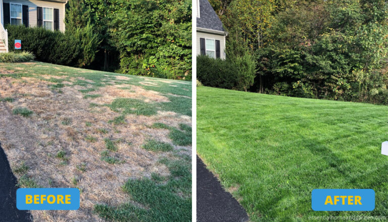Before and after overseeding 1 768x439