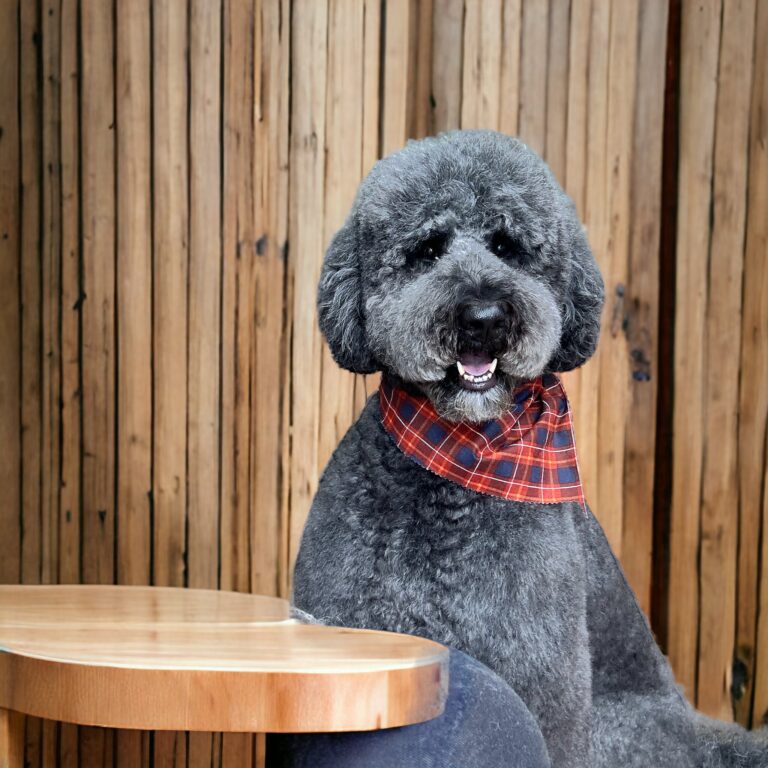 PhotoRoom 20230927 134237 768x768