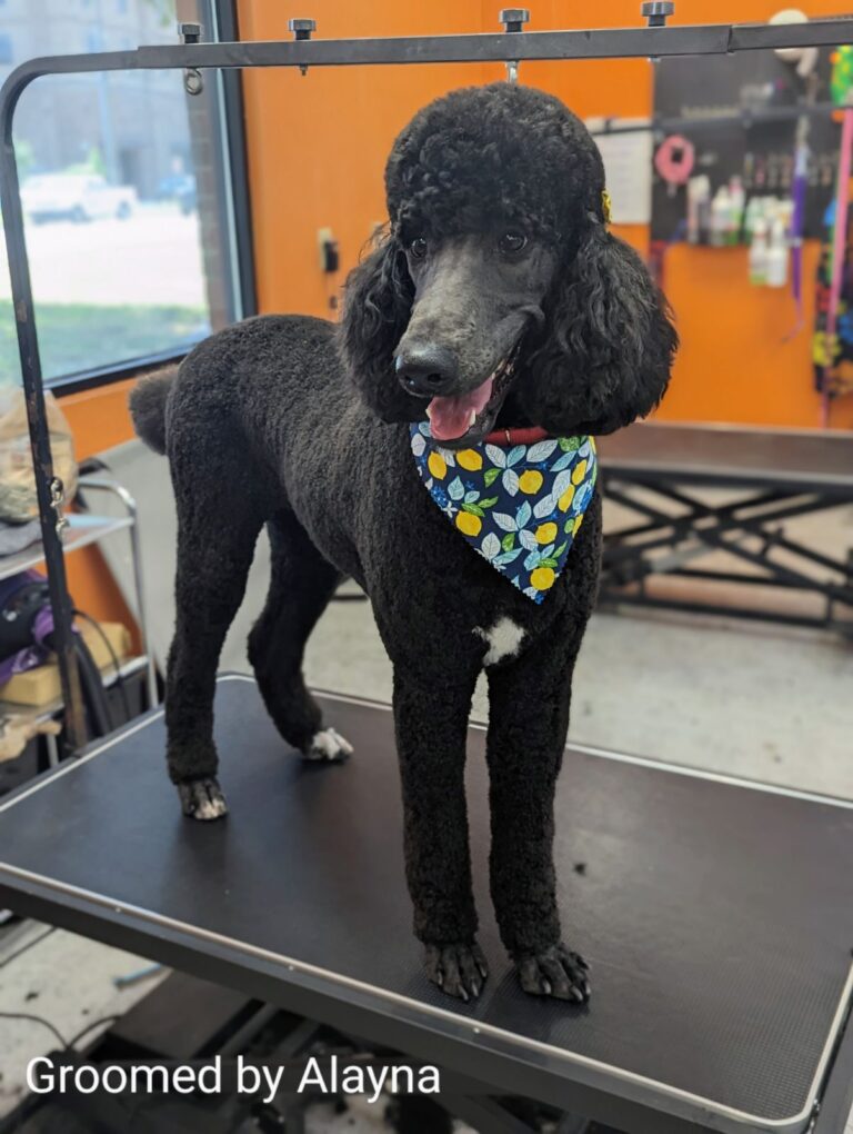 image000000 1 768x1020