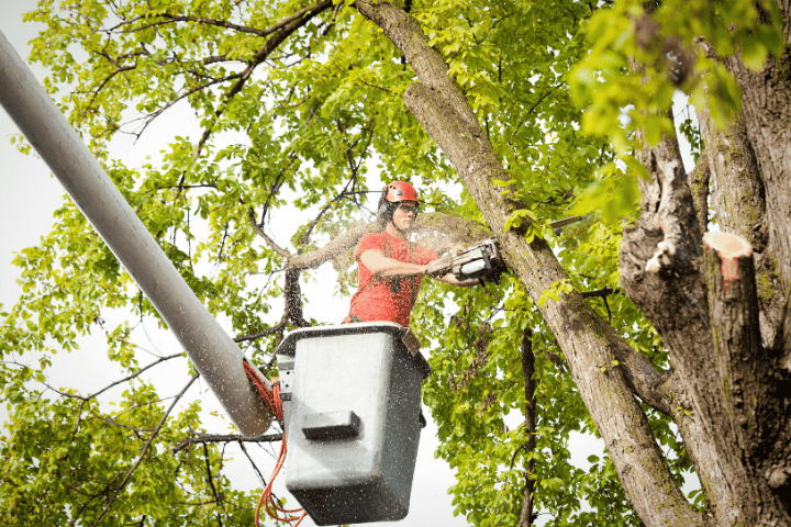 Man cutting tree branch in Davidson NC while on a lift