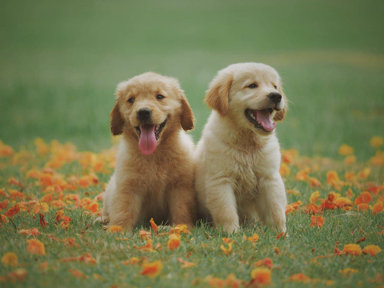 Two lab puppies posing for photograph in park in Charlotte NC.