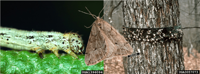 tree experts aaa tree experts charlotte nc 768x283